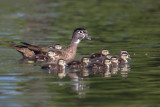 The Duck Family