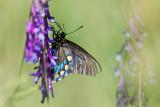 Swallowtail