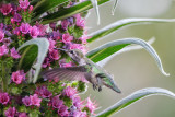 Annas Hummingbird