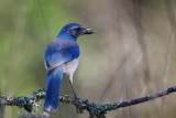 Scrub Jay