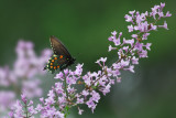 Swallowtail