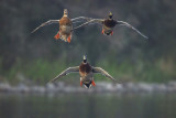 Landing Ducks
