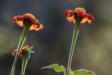 Mexican Sunflower