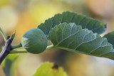 Fig