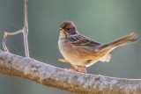 Golden-crowned Sparrow Jumping