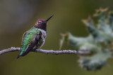 Hummer