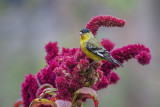 Lesser Goldfinch