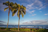 Scene with Palm Trees