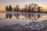 Foggy Morning