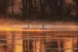 Morning Fog in Swan Lake