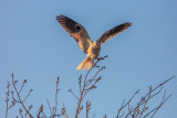 White-tailed Kite