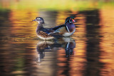 Wood Duck Couple