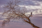 Tree & Heron