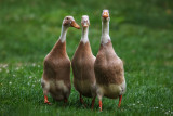 Three Ducks