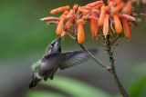 Hummer & Flowers