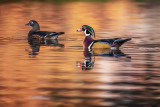 Wood Ducks