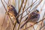 Sparrows