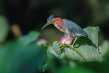 Green Heron