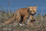 4-18-21 7472 Ft Monroe fox and kit.jpg