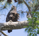 5-6-21 0451 HT #2 eaglet.jpg