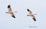 1-2-21 6735 PI Snow geese .jpg