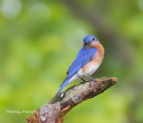 5-14-22 0392 bluebird.jpg