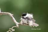 5-26-22 0534 chickadee fluff.jpg