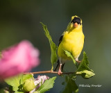 6-18-22 1613 goldfinch m.jpg