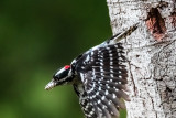 cleaning nest