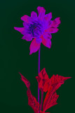 Labcolored dahlia