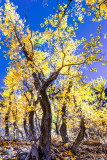 fall colors of aspen trees at McGee Creek