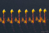 multiple exposure of a pelican