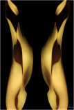 two yellow calla lilies