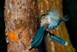 azure-winged magpie