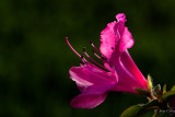 Azalea in blossom