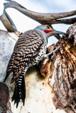 Northern flicker