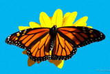monarch and sunflower