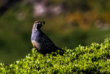 California (valley) quail