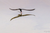 skimming