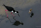 black-neck-stilt and its chic