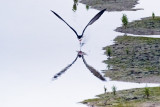 skimming