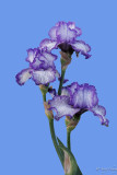 Iris Flower