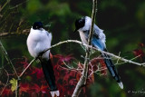 Korean azure-winged magpie