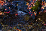 fallen leaves with creek water at Mt. Meudung