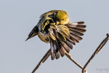 Atlantic canary (common canary or canary)