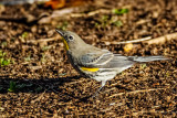 warbler(Audubons or Myrtle)