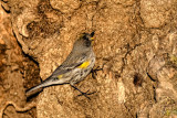 Audubons warbler