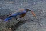 Western bluebird with long worm