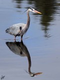 IMG_7688 Great Blue Heron