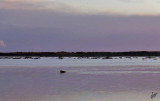 2022_06_22 Moose crosses lake at Sunset